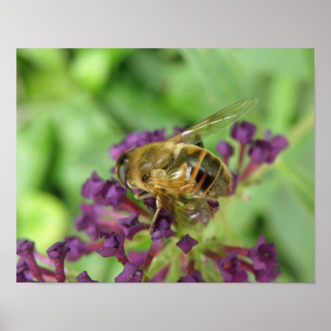 Humlebiprofil med lila blommor tryck (Framsidan)