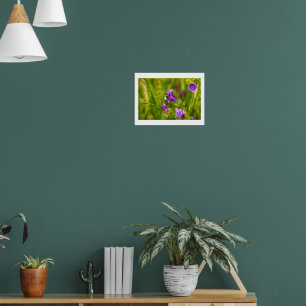 Humlor i blom - natur- och insektsfotografering poster