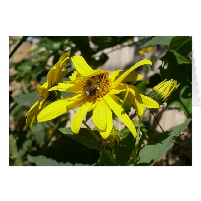 humlor på en solros hälsningskort (Framsidan Horizontal)