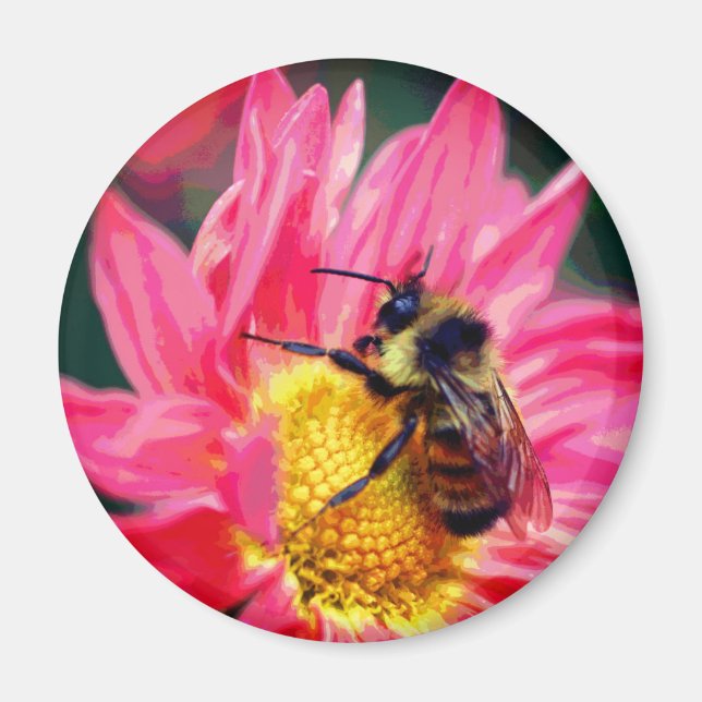 Humlor På Rosa Margareta Blomma Konst  Magnet (Framsidan)