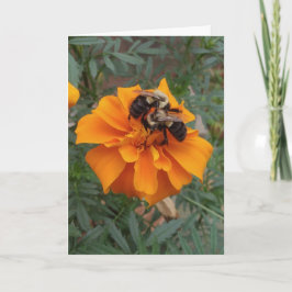 Humlor på sammetsblomma kort