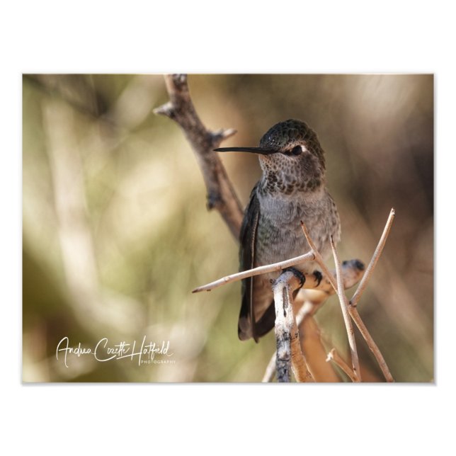 Hummer Fototryck (Framsidan)