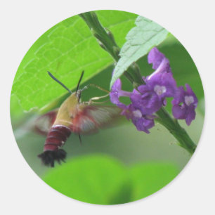 Hummer Moth Vervain Sticker Runt Klistermärke