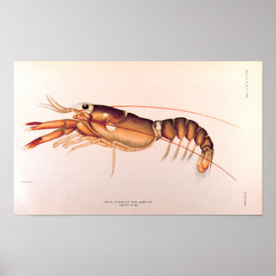 Hummer Poster