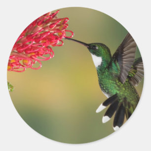 hummerfågel 1.jpg runt klistermärke