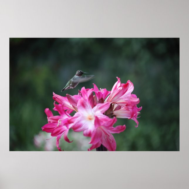 Hummerfågel med belladonna lilies poster (Framsidan)