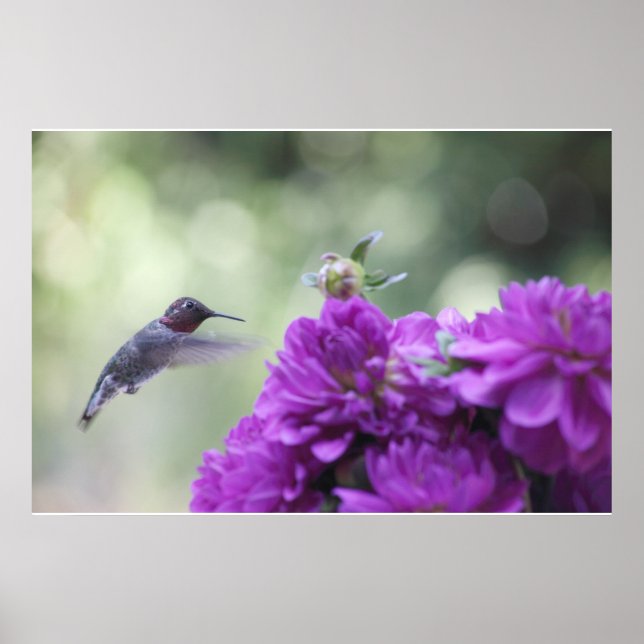 Hummerfågel med lila dahlias poster (Framsidan)