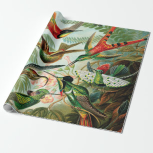 Hummerfåglar av Ernst Haeckel Presentpapper