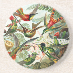 Hummerfåglar av Ernst Haeckel Underlägg Sandsten