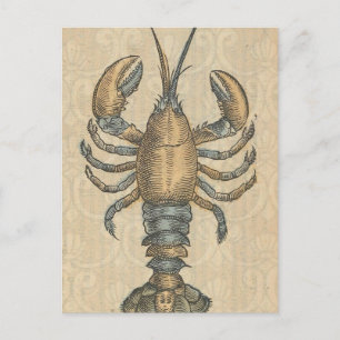 Hummerillustration Antik Maine Skaldjur Vykort
