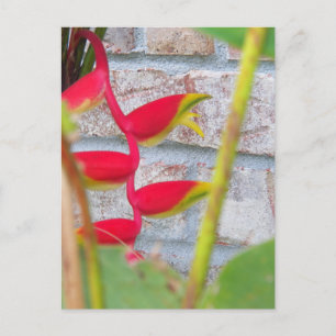 Hummerkloliknande blomma Heliconia Rostrata Vykort