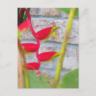 Hummerkloliknande blomma Heliconia Rostrata Vykort