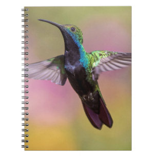 Humming Bird Anteckningsbok