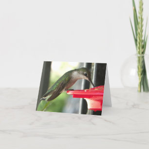 Humming Bird at Feeder Photographic Blank Kort