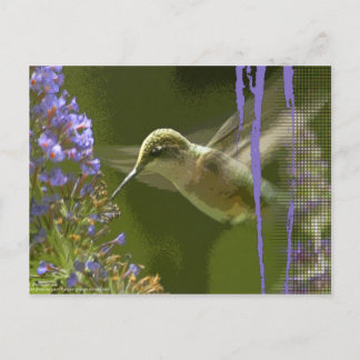 Humming Bird Harmony Vykort