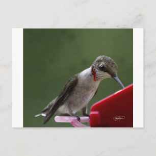Humming Bird i Georgien Vykort