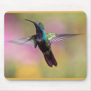 Humming Bird Musmatta