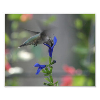 Humming Bird salvia sapphire blue print Fototryck
