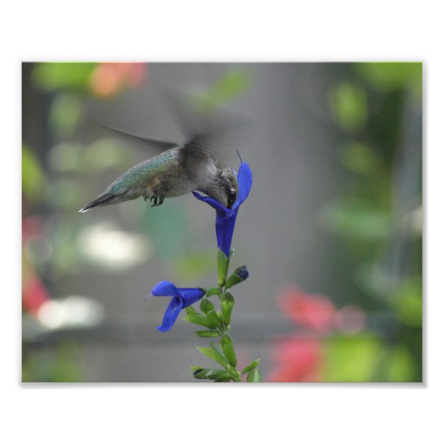 Humming Bird salvia sapphire blue print Fototryck (Framsidan)