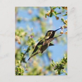 Humming Bird Vykort