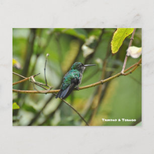 Humming Bird Vykort