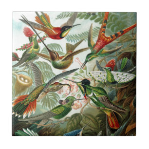 Humming Birds Paradise art Kakelplatta