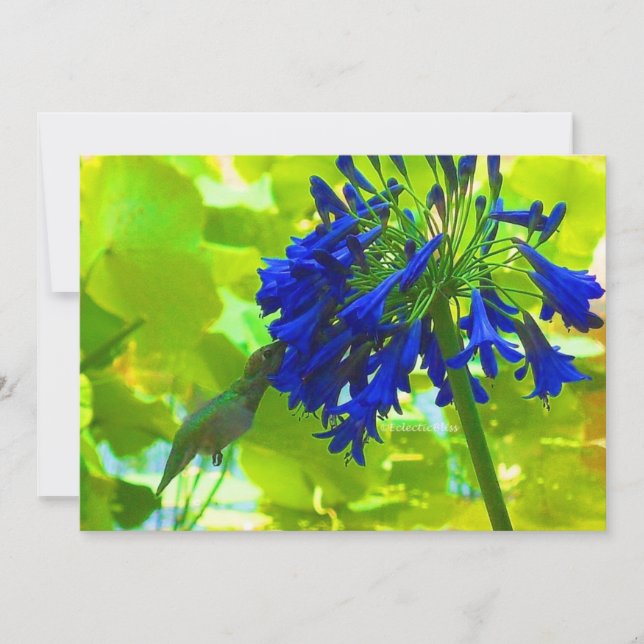 Hummingbird (Framsida)