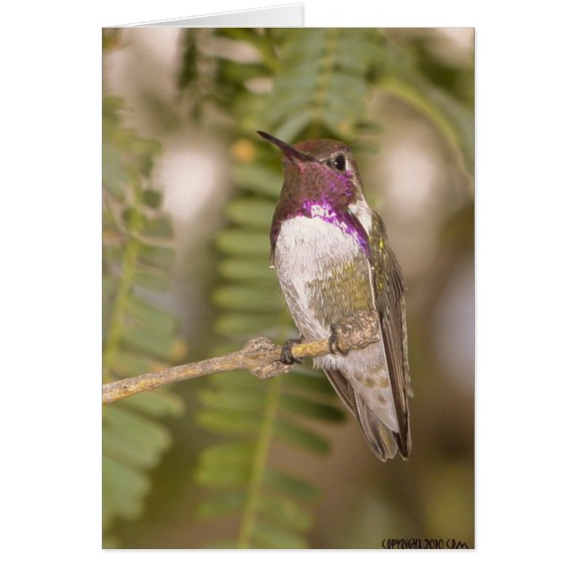 Hummingbird068 OBS Kort (Framsidan)