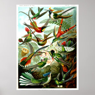 Hummingbird 1904 av Ernst Haeckel. Poster