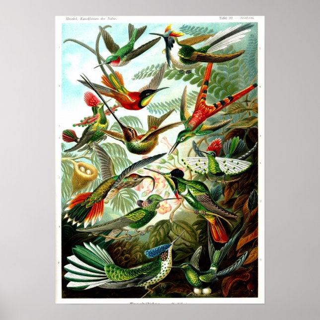 Hummingbird 1904 av Ernst Haeckel. Poster (Framsidan)