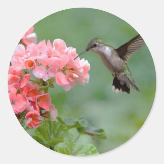 hummingbird 2.jpg runt klistermärke