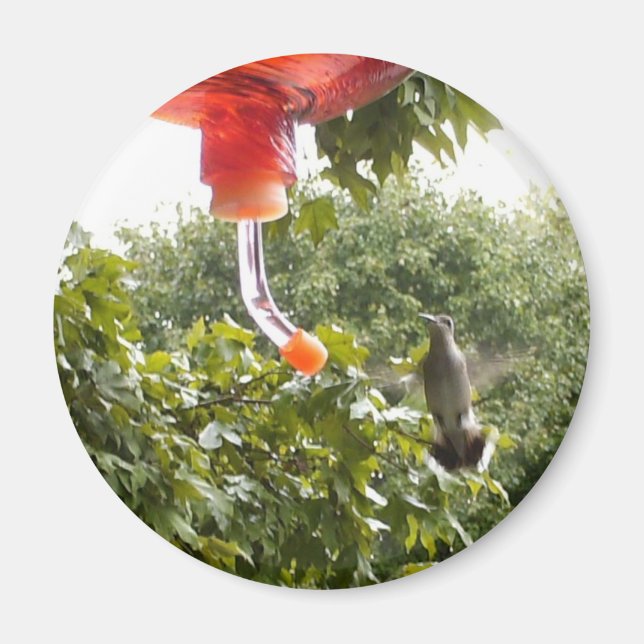 Hummingbird 2, Magnet (Framsidan)