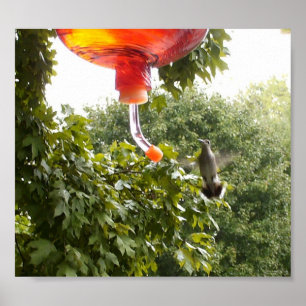 Hummingbird 2, Skriv ut Poster