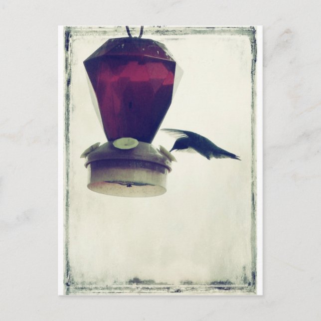 Hummingbird 2 vykort (Framsida)