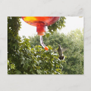 Hummingbird 2,vykort vykort