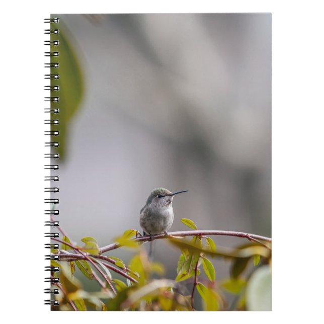 Hummingbird 3346 anteckningsbok (Framsidan)