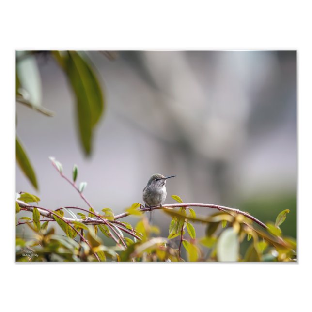 Hummingbird 3346 fototryck (Framsidan)