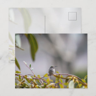 Hummingbird 3346 vykort