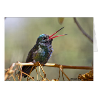 Hummingbird 468 OBS kort