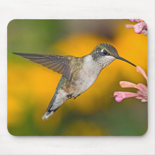 Hummingbird 4 Mousepad Musmatta (Framsidan)