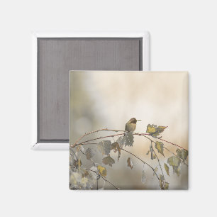 Hummingbird 5265 magnet