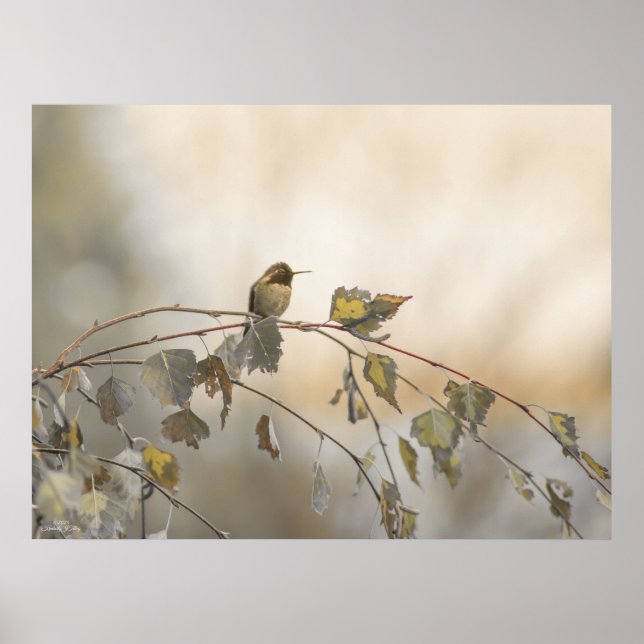 Hummingbird 5265 poster (Framsidan)