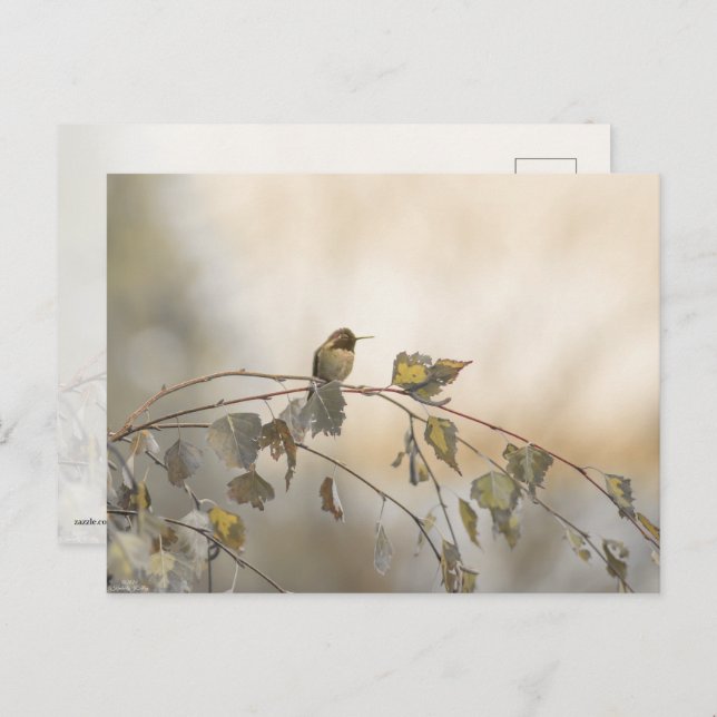 Hummingbird 5265 vykort (Fram/baksida)