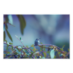 Hummingbird 5738 fototryck