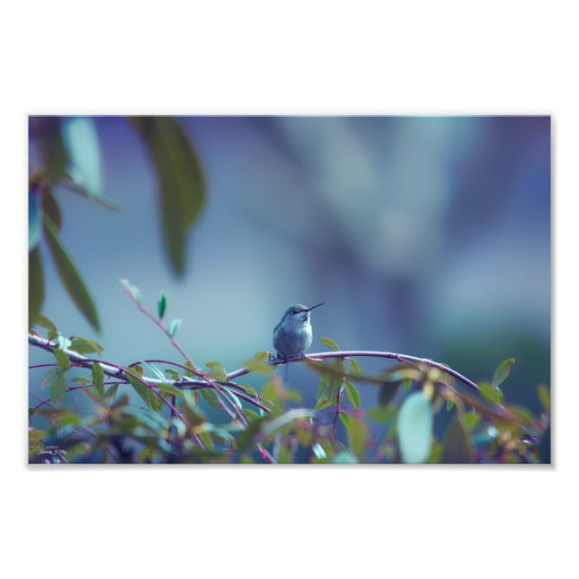 Hummingbird 5738 fototryck (Framsidan)