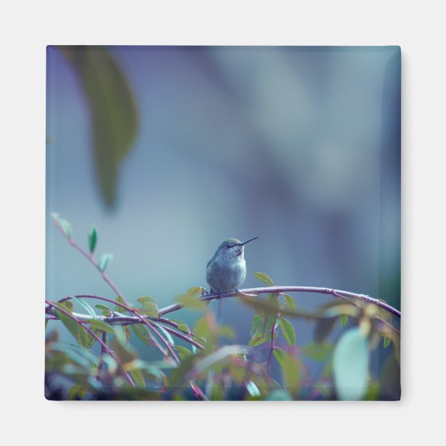Hummingbird 5738 magnet (Framsidan)