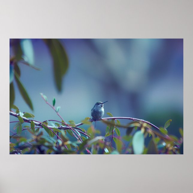 Hummingbird 5738 poster (Framsidan)