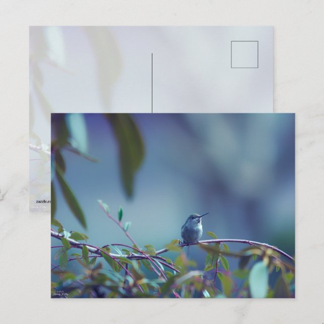 Hummingbird 5738 vykort (Fram/baksida)