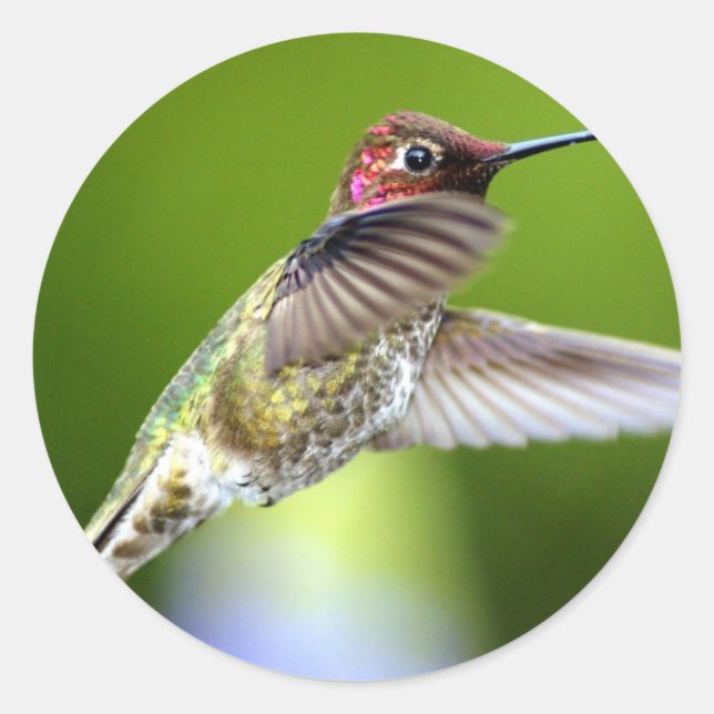 Hummingbird (5) runt klistermärke (Framsida)
