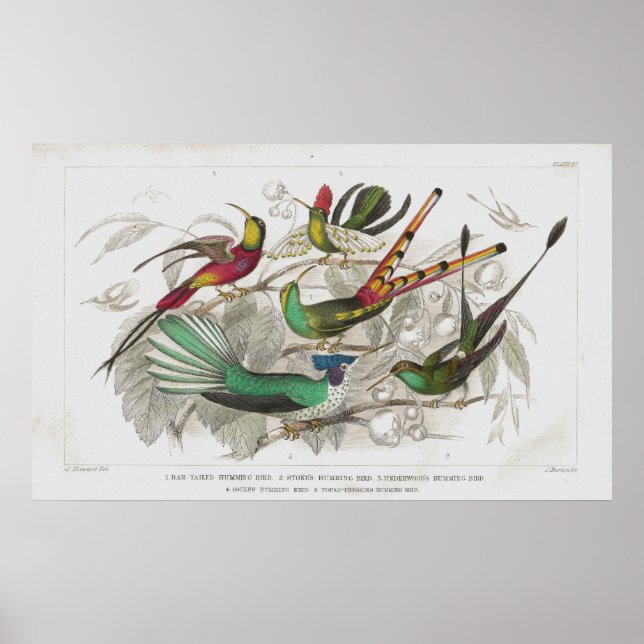 Hummingbird Antique Lithograph print Poster (Framsidan)
